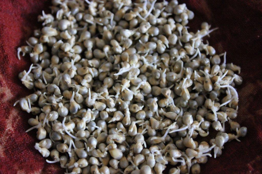 Sprouted Bajra Flour The Millet Store